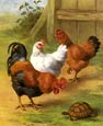 Buy Chickens an Intruder at AllPosters.com