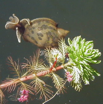 Water snail with Parrot Feather